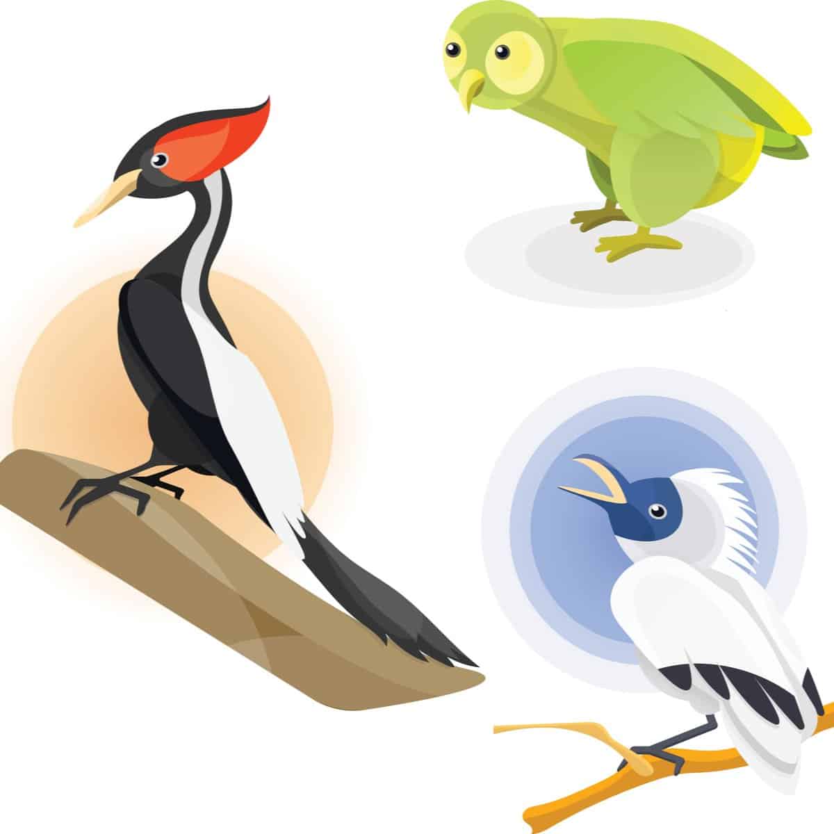 The 10 Largest Woodpeckers In The World - AZ Animals