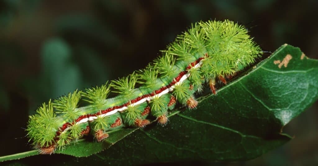 Largest caterpillar - io moth