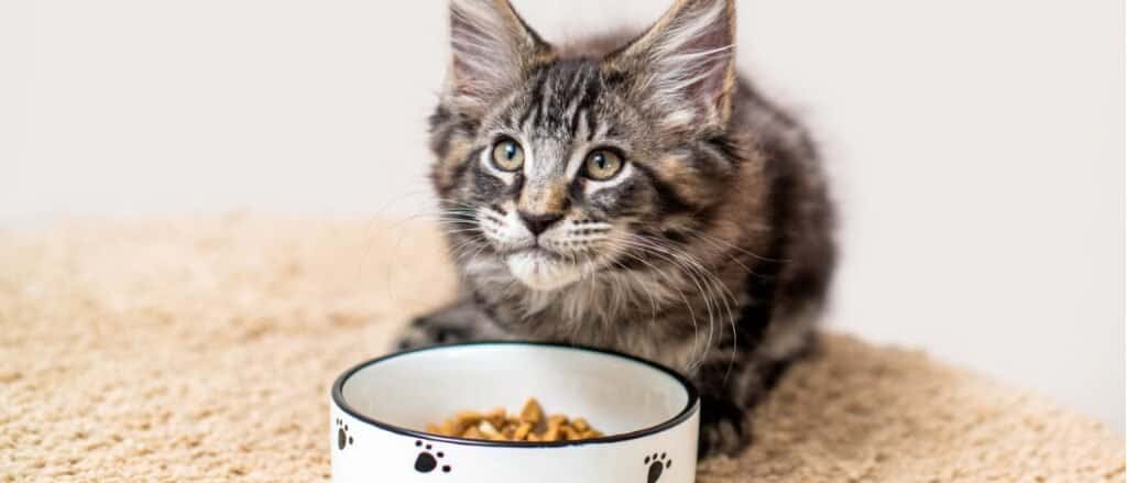 kitten laying at food bowl