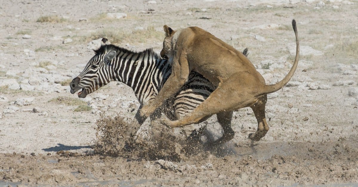 What do lions eat - lion hunting zebra