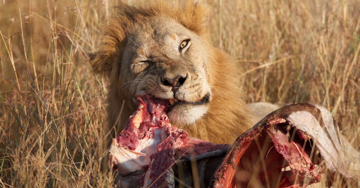 man eating lions