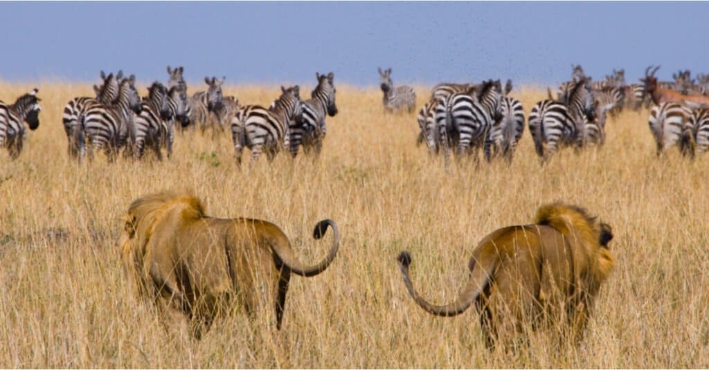 lioness hunting zebra