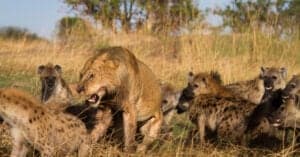 Gutsy Lion Pride Decides To Hunt a Single Rhino Picture
