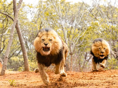 A 13 Incredile Lion Facts That Show How Amazing The King of the Jungle Is