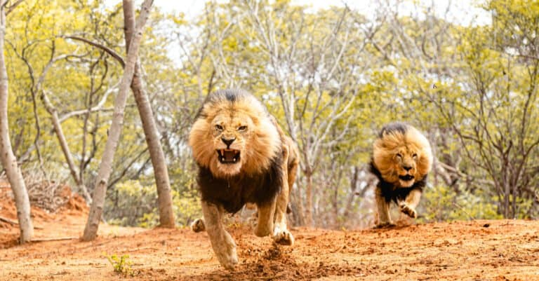 Types of Lions - Running Lions