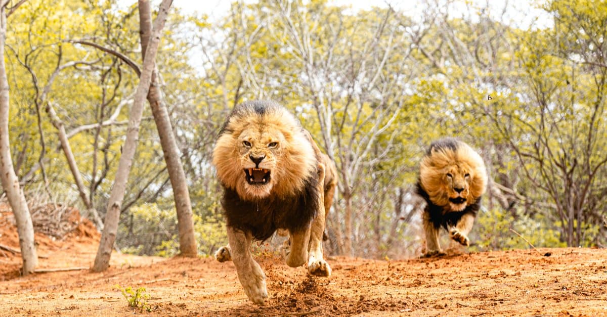 male lion pouncing on prey