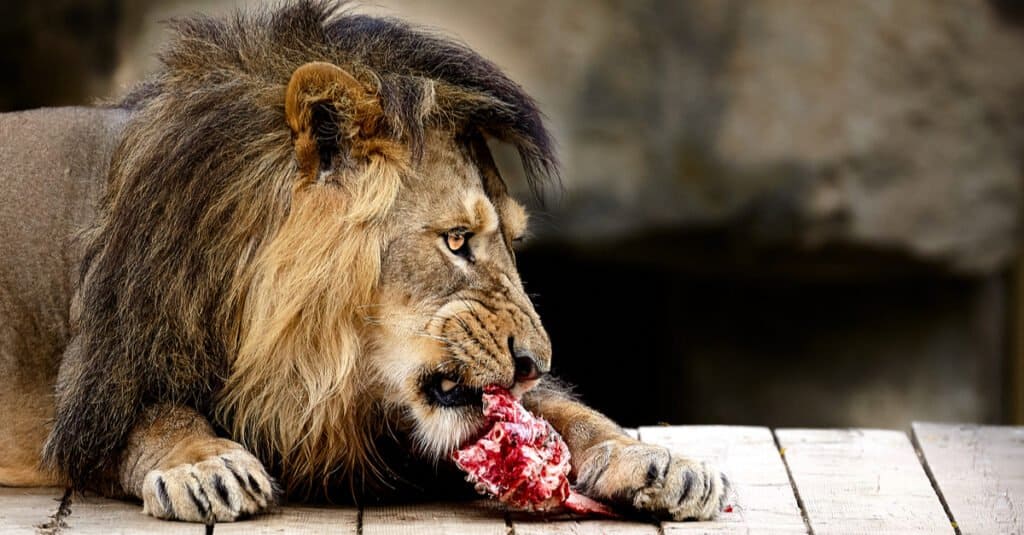 What do lions eat - eating in captivity