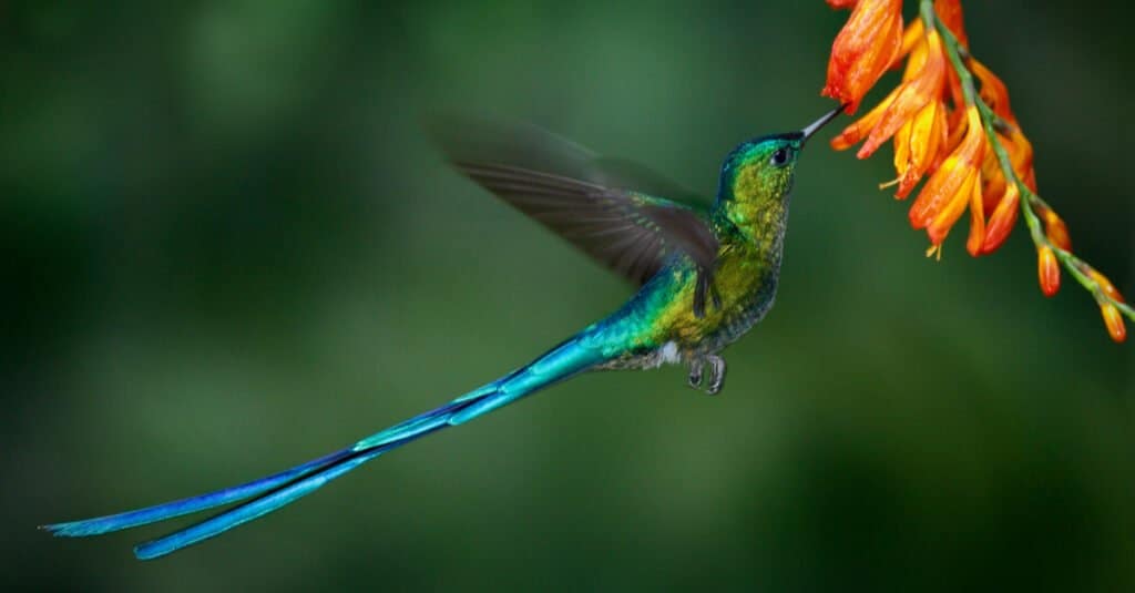 Largest hummingbird - Long-Tailed Sylph 