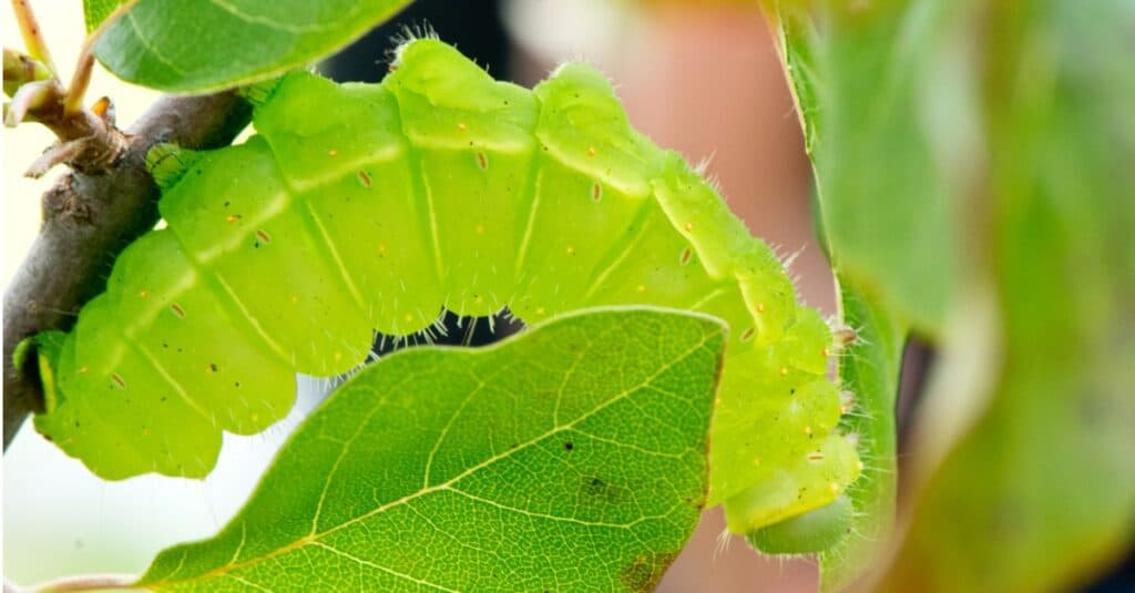 Largest caterpillars - luna