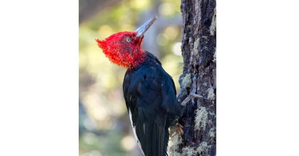 Largest woodpeckers - Magellanic Woodpecker