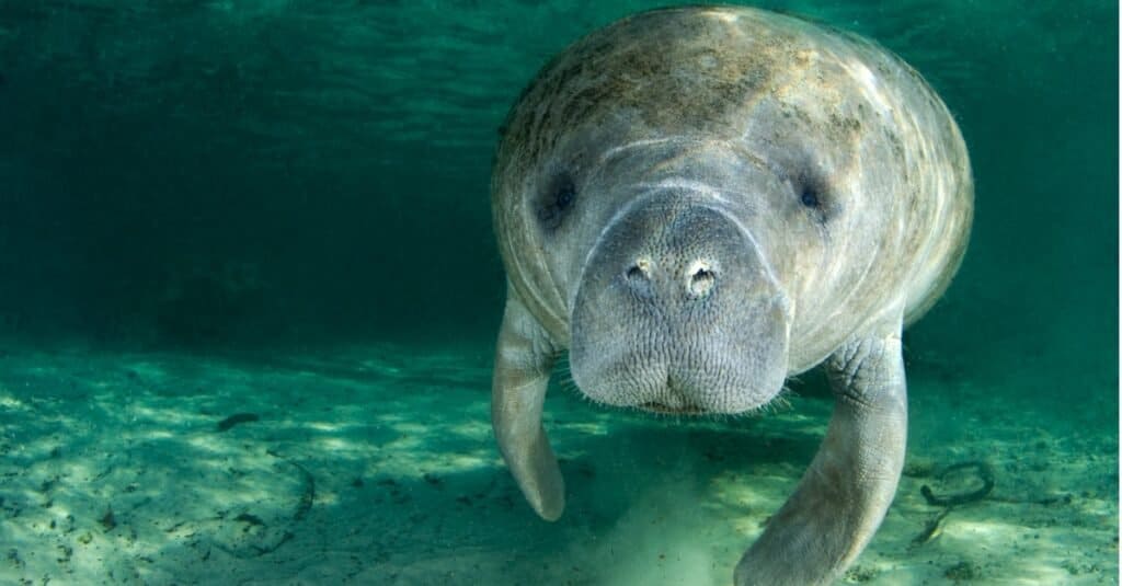 Manatee swimaming alone