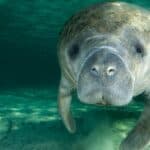 Manatees can often be found in Florida.
