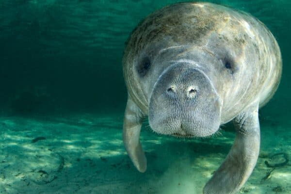 Manatees can often be found in Florida.