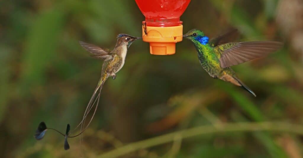 Largest hummingbird - Marvelous Spatuletail