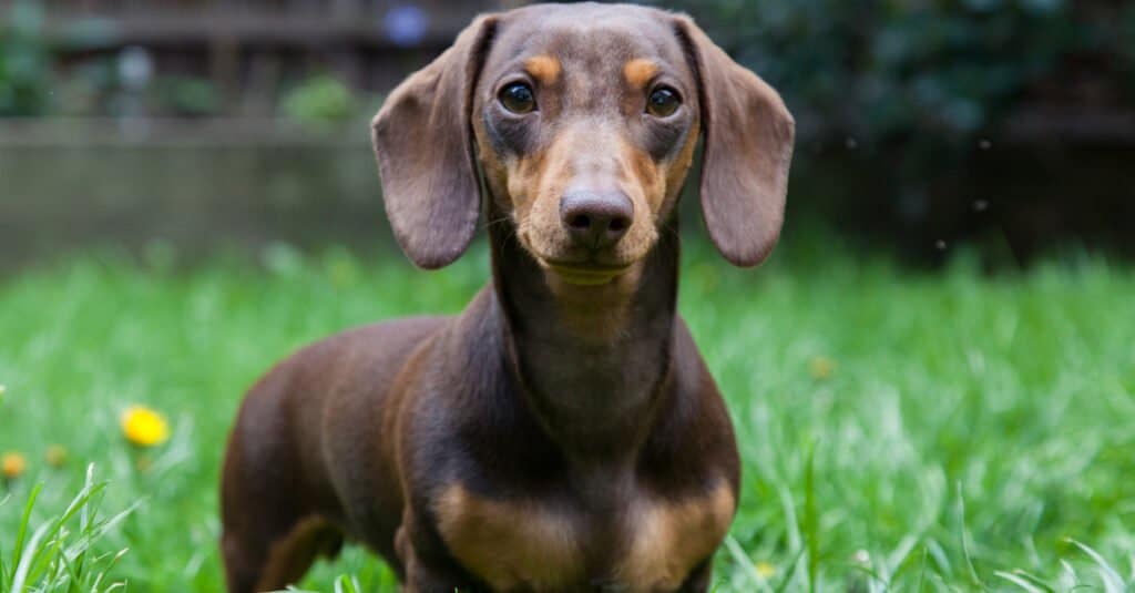 Oldest Dog Alive Today - Miniature Dachshund