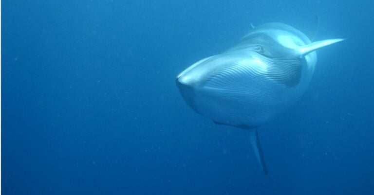 minke whale swimming in the ocean