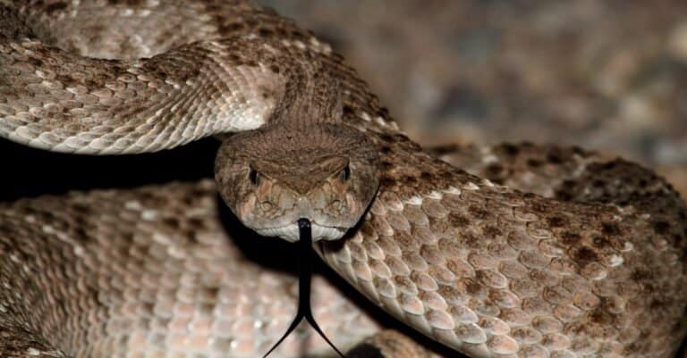 Most interesting reptiles in North America - Mojave Rattlesnake