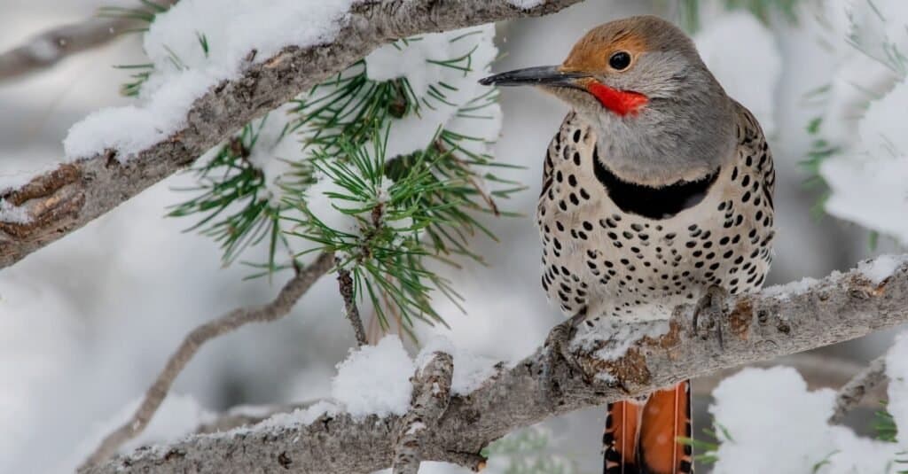 Largest woodpecker - Northern flicker