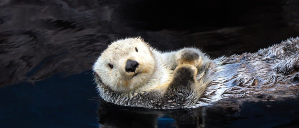 otter floating alone in the water