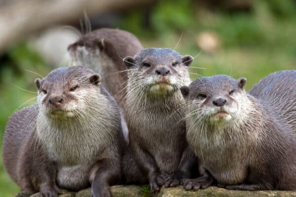 Otters use their sharp teeth to protect themselves against predators. 
