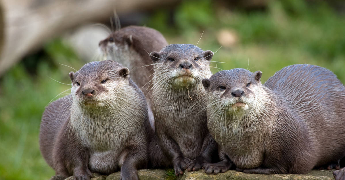 three otters sitting on a log