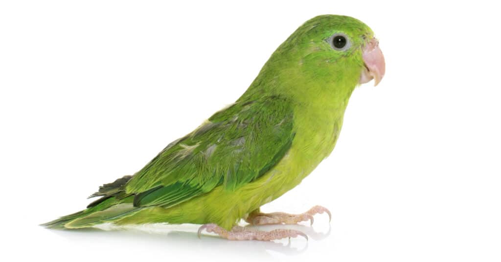 isolated green parrotlet