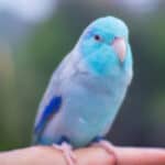 Parrotlets