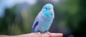 blue parrotlet resting on finger