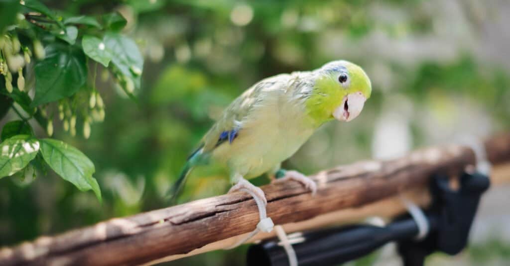 Parrotlet- parrotlet on branch