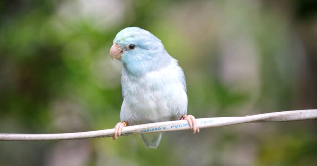 blue and white parrotlet sitting on branch