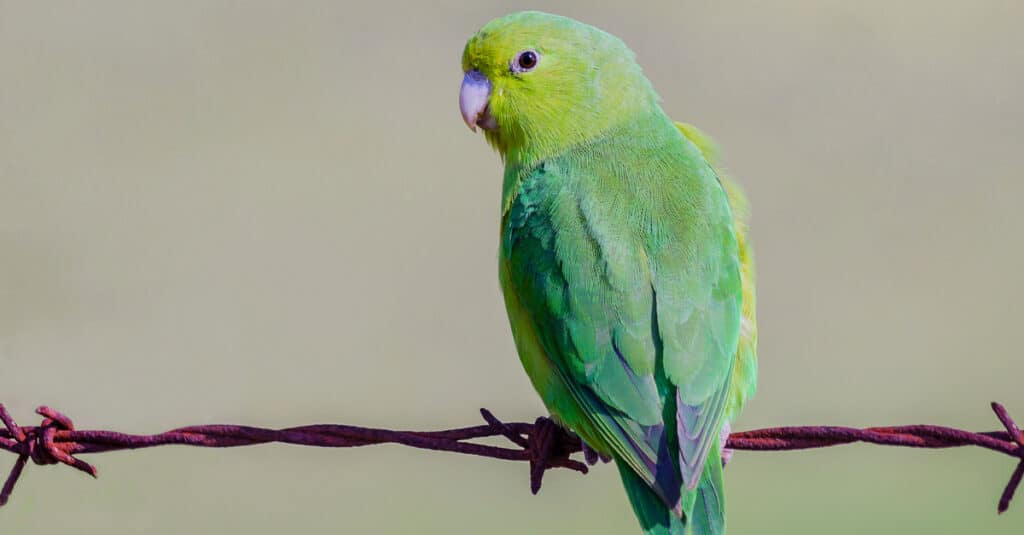 blue-winged parrotlet looking to the side