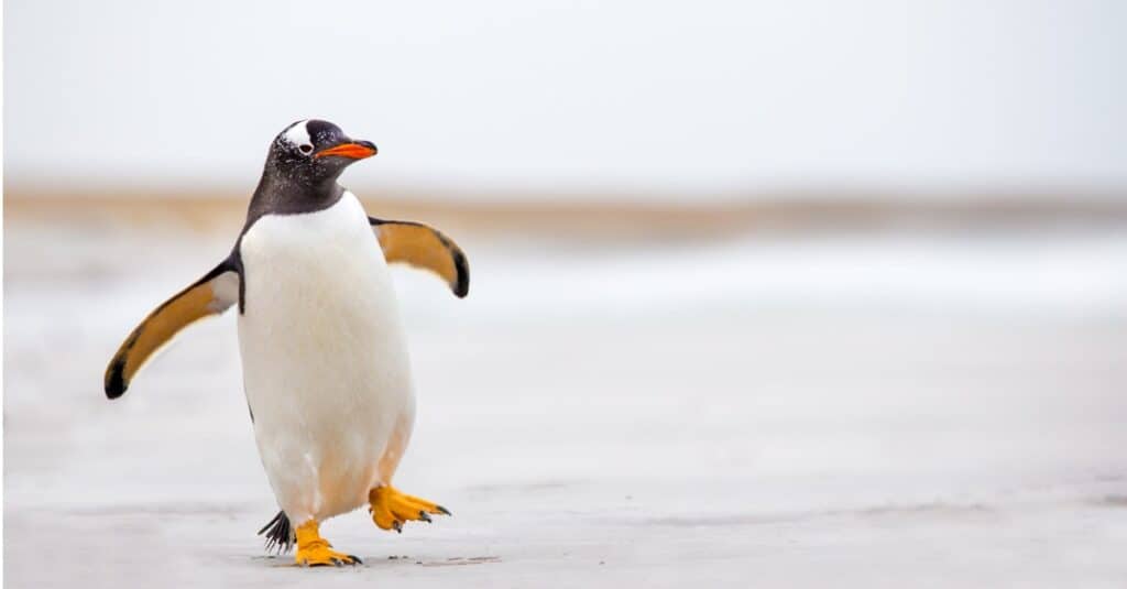 penguin waddling on a land