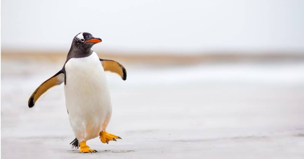 penguin looking bird