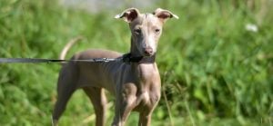 peruvian inca orchid standing in the grass