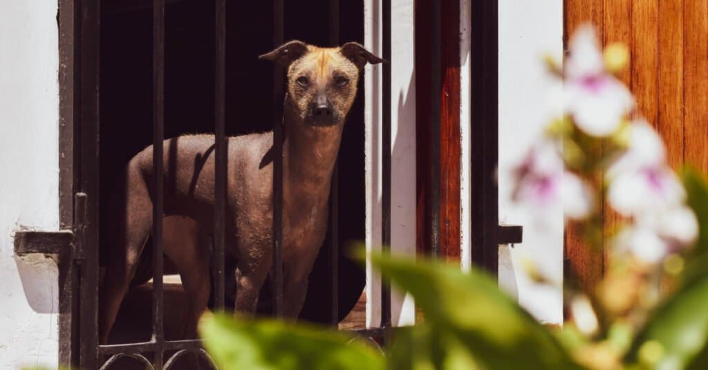 peruvian inca orchid peeking through bars of gate