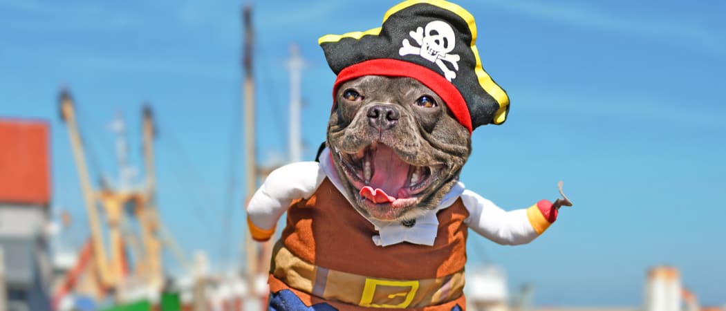dog in pirate costume