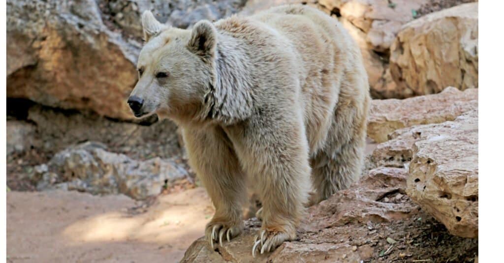 grizzly polar bear hybrid