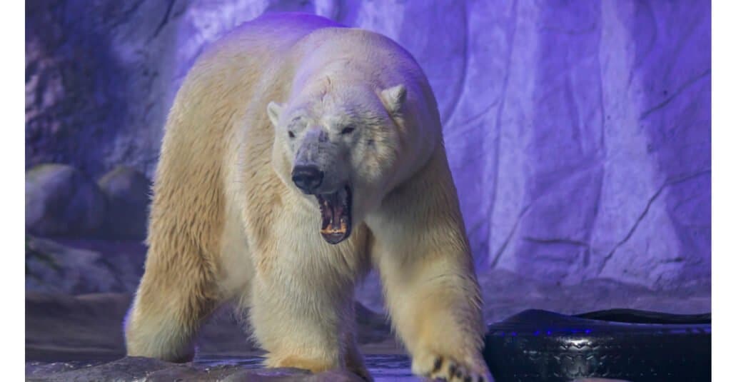 purple polar bear