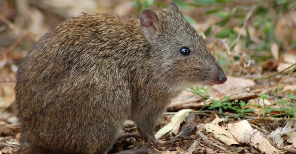 potoroo sitting in a wooded area