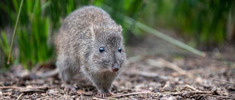 Potoroo - A-Z Animals