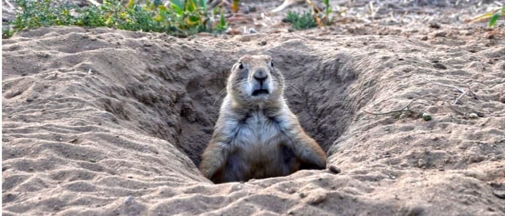 prairie dog in burrow
