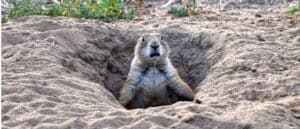 Why Do Prairie Dogs Kiss? Picture