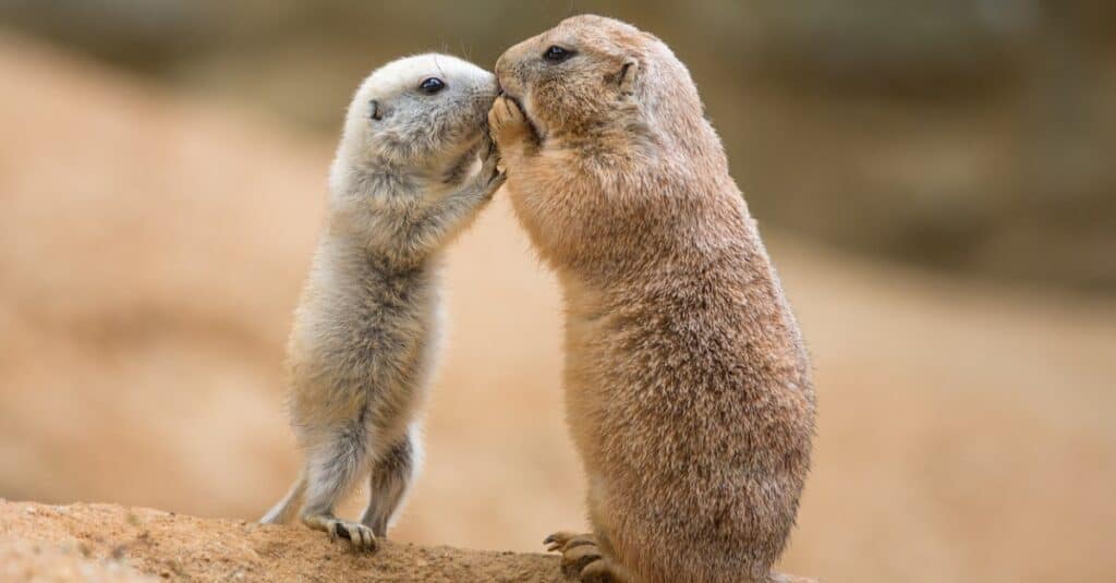 prairie dogs kissing