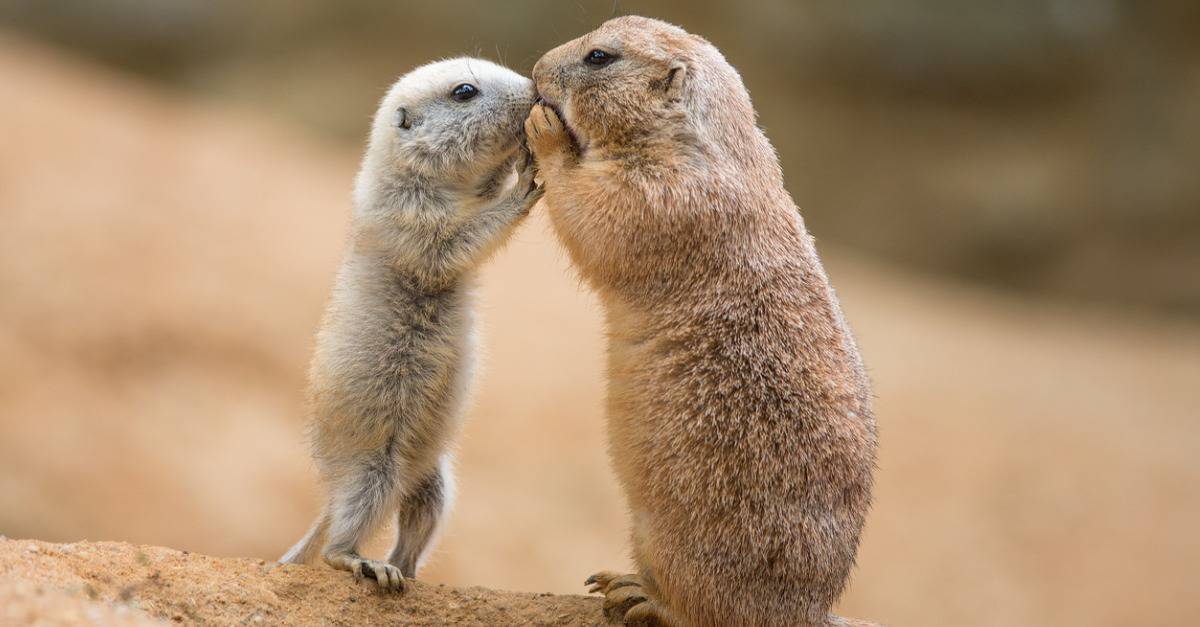 Ground Squirrel vs Prairie Dog: The 5 Key Differences - A-Z Animals