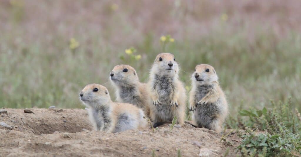 is a groundhog and prairie dog the same