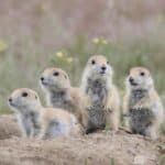 Prairie dogs