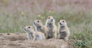 prairie dog family in a burrow