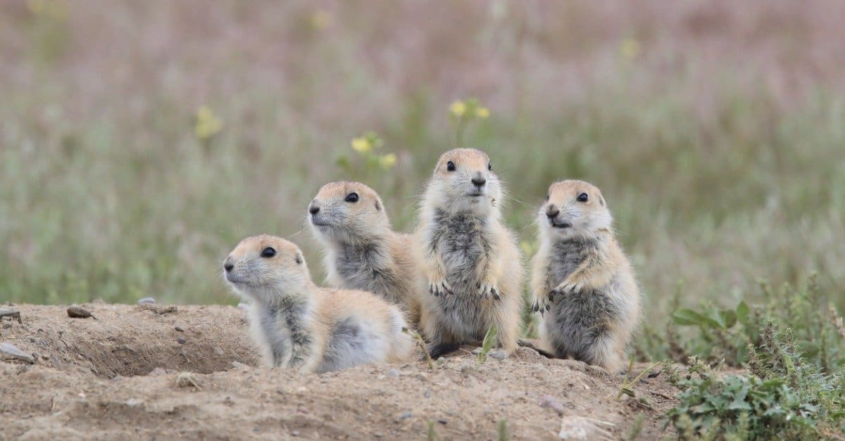 prairie dog family in a burrow