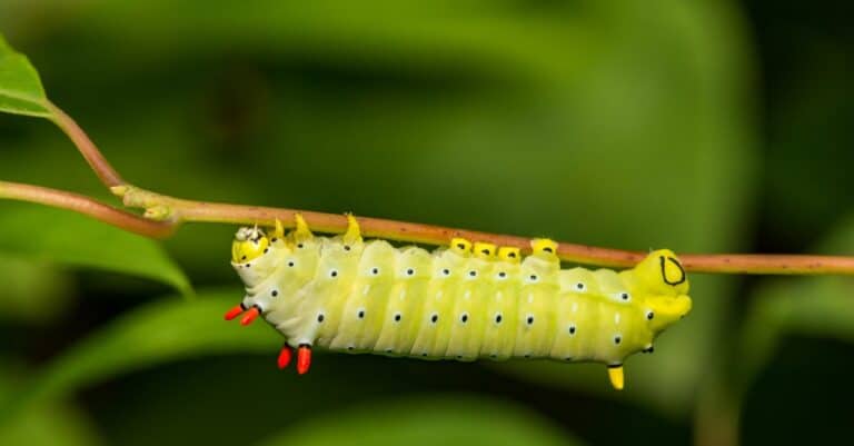 Largest caterpillars - Promethea
