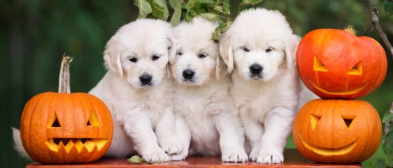 pups and pumpkins